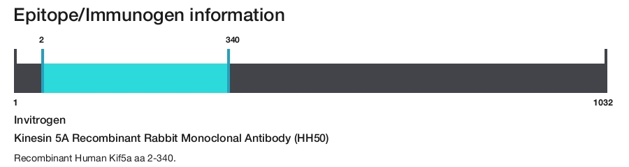 Kinesin 5A Recombinant Rabbit Monoclonal Antibody (HH50)