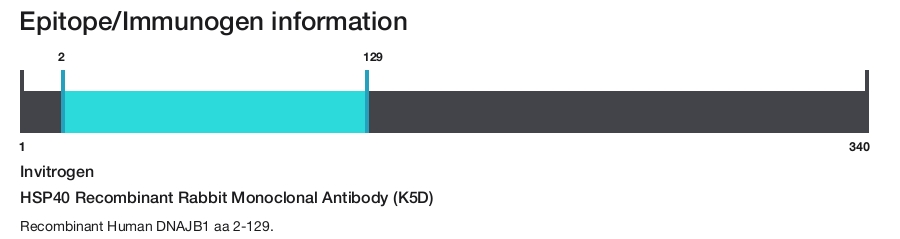 HSP40 Recombinant Rabbit Monoclonal Antibody (K5D)