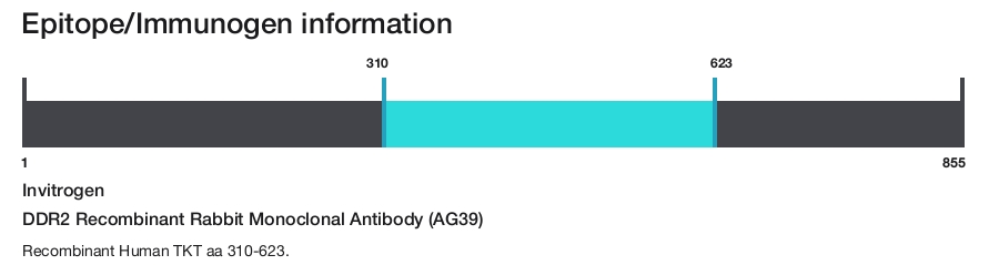 DDR2 Recombinant Rabbit Monoclonal Antibody (AG39)
