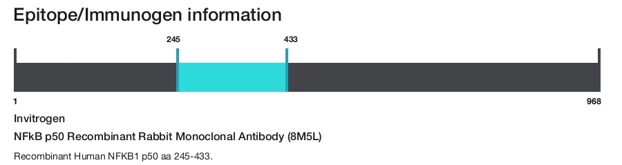 NFkB p50 Recombinant Rabbit Monoclonal Antibody (8M5L)