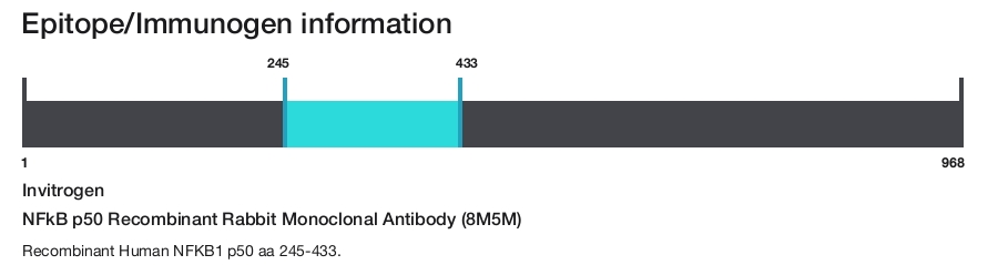NFkB p50 Recombinant Rabbit Monoclonal Antibody (8M5M)