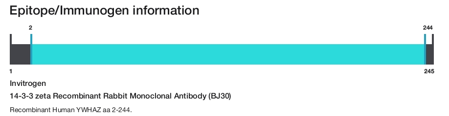 14-3-3 zeta Recombinant Rabbit Monoclonal Antibody (BJ30)