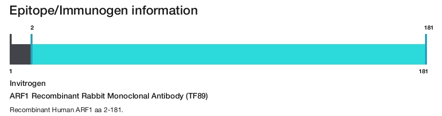 ARF1 Recombinant Rabbit Monoclonal Antibody (TF89)