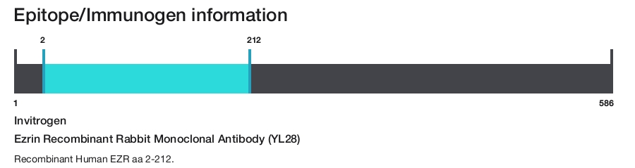 Ezrin Recombinant Rabbit Monoclonal Antibody (YL28)