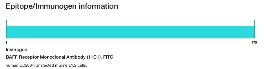 BAFF Receptor Monoclonal Antibody (11C1), FITC