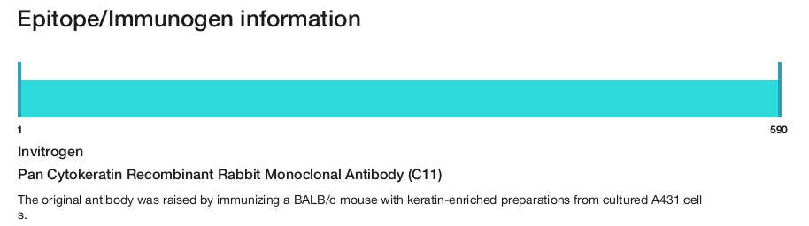 Pan Cytokeratin Recombinant Rabbit Monoclonal Antibody (C11)