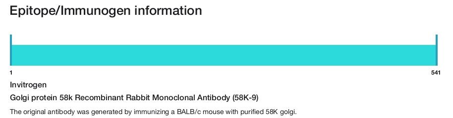 Golgi protein 58k Recombinant Rabbit Monoclonal Antibody (58K-9)