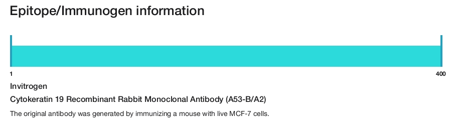 Cytokeratin 19 Recombinant Rabbit Monoclonal Antibody (A53-B/A2)