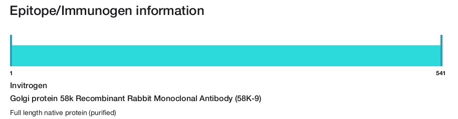 Golgi protein 58k Recombinant Rabbit Monoclonal Antibody (58K-9)