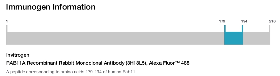 RAB11A Recombinant Rabbit Monoclonal Antibody (3H18L5), Alexa Fluor™ 488