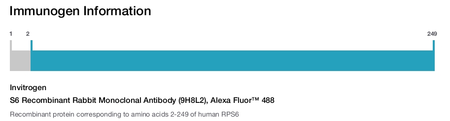S6 Recombinant Rabbit Monoclonal Antibody (9H8L2), Alexa Fluor™ 488