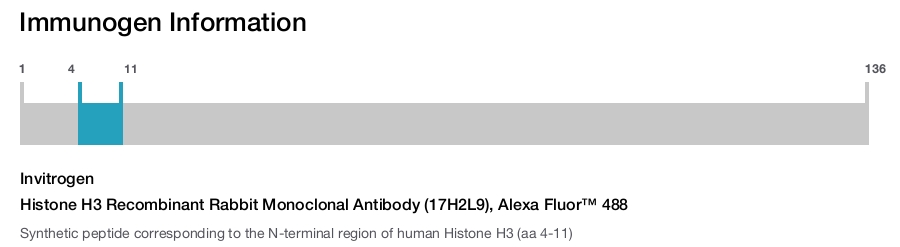 Histone H3 Recombinant Rabbit Monoclonal Antibody (17H2L9), Alexa Fluor™ 488