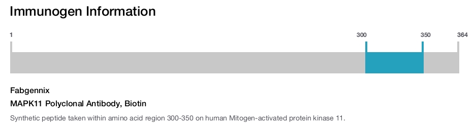 MAPK11 Polyclonal Antibody, Biotin