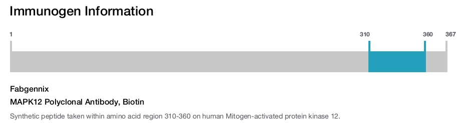 MAPK12 Polyclonal Antibody, Biotin