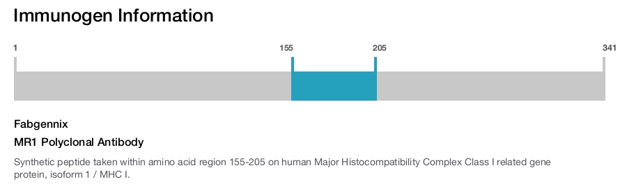 MR1 Polyclonal Antibody
