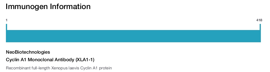 Cyclin A1 Monoclonal Antibody (XLA1-1)