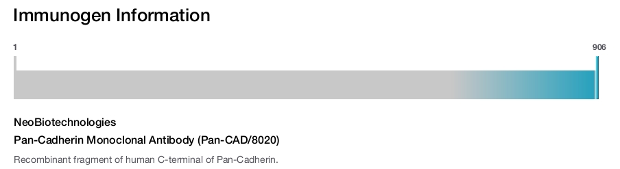 Pan-Cadherin Monoclonal Antibody (Pan-CAD/8020)