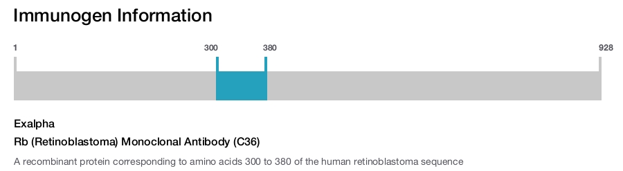 Rb (Retinoblastoma) Monoclonal Antibody (C36)