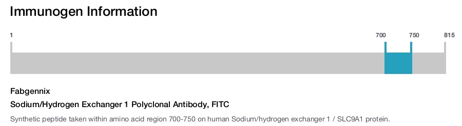 Sodium/Hydrogen Exchanger 1 Polyclonal Antibody, FITC