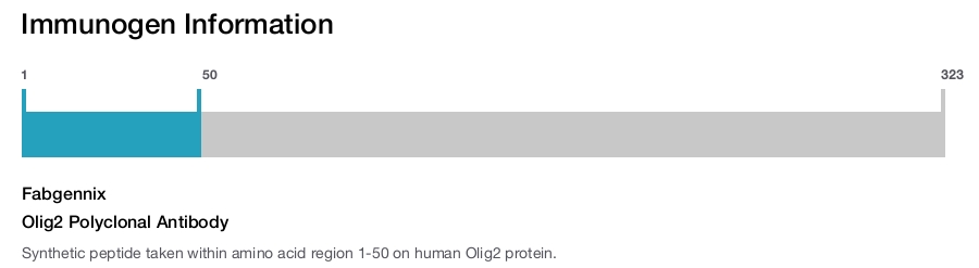 Olig2 Polyclonal Antibody