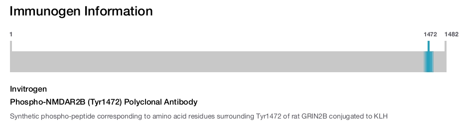 Phospho-NMDAR2B (Tyr1472) Polyclonal Antibody