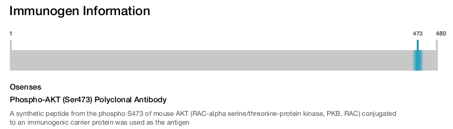 Phospho-AKT (Ser473) Polyclonal Antibody