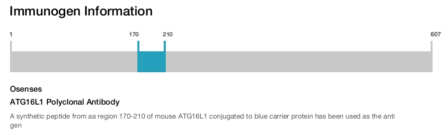 ATG16L1 Polyclonal Antibody
