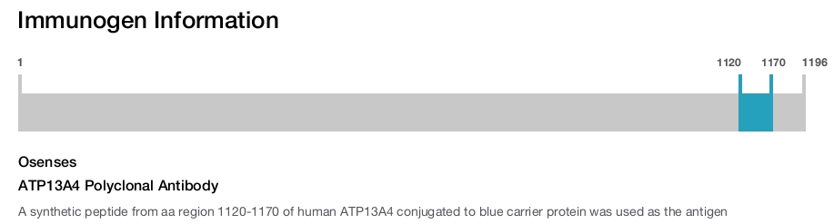 ATP13A4 Polyclonal Antibody