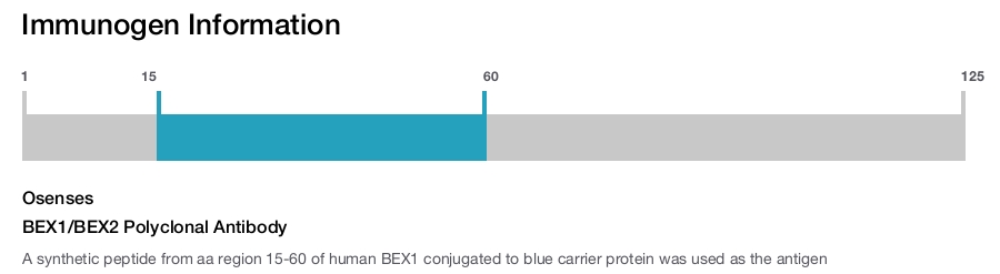 BEX1/BEX2 Polyclonal Antibody