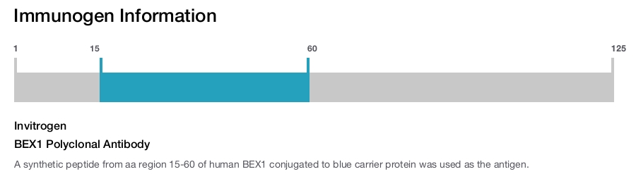 BEX1 Polyclonal Antibody