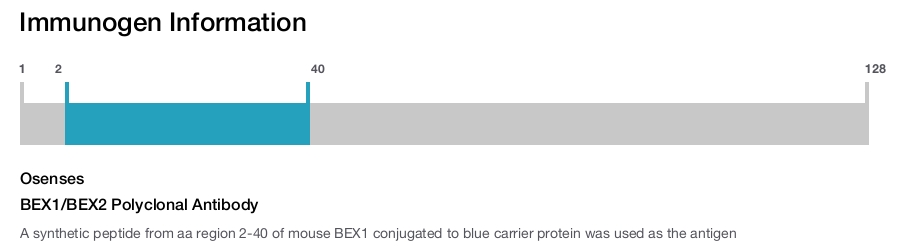 BEX1/BEX2 Polyclonal Antibody