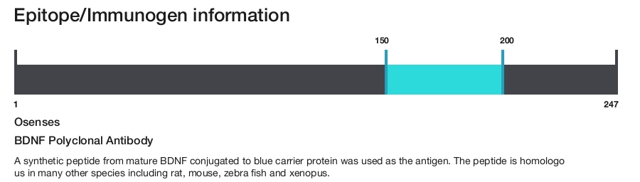 BDNF Polyclonal Antibody