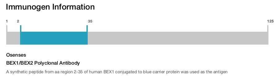 BEX1/BEX2 Polyclonal Antibody