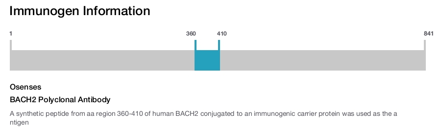 BACH2 Polyclonal Antibody