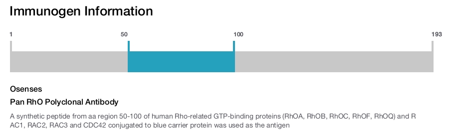 Pan RhO Polyclonal Antibody