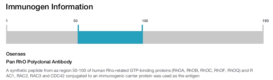 Pan RhO Polyclonal Antibody