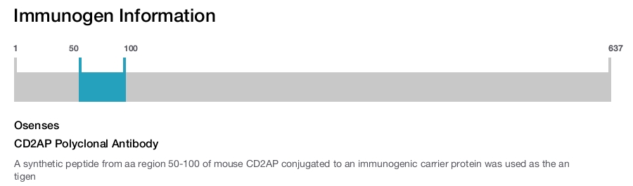 CD2AP Polyclonal Antibody
