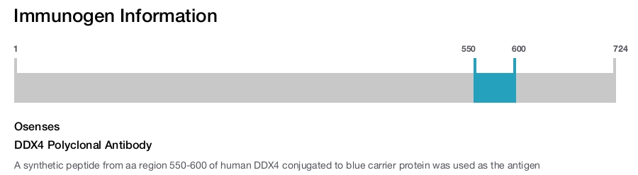 DDX4 Polyclonal Antibody