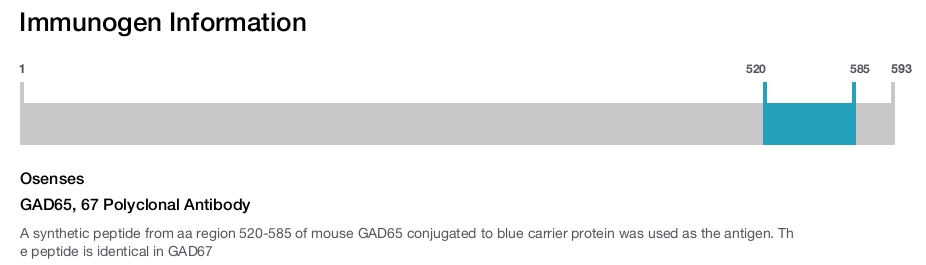 GAD65, 67 Polyclonal Antibody