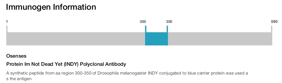 Protein Im Not Dead Yet (INDY) Polyclonal Antibody