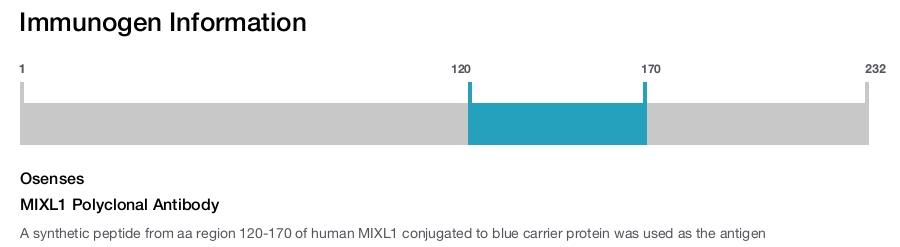 MIXL1 Polyclonal Antibody