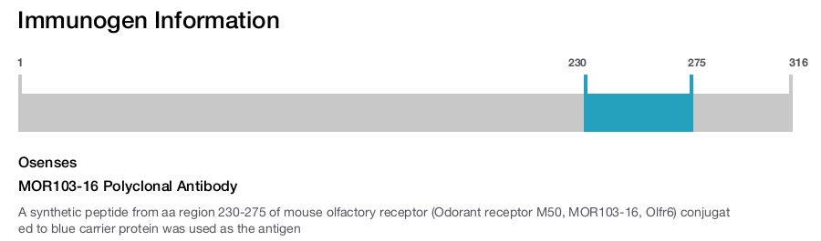 MOR103-16 Polyclonal Antibody