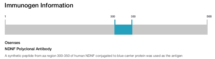 NDNF Polyclonal Antibody