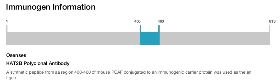 KAT2B Polyclonal Antibody