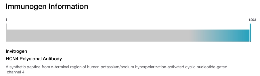HCN4 Polyclonal Antibody