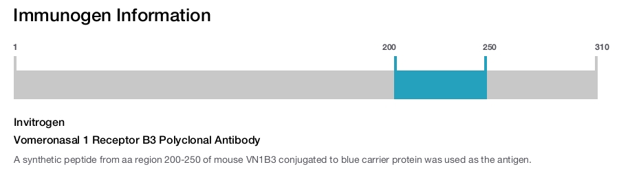 Vomeronasal 1 Receptor B3 Polyclonal Antibody