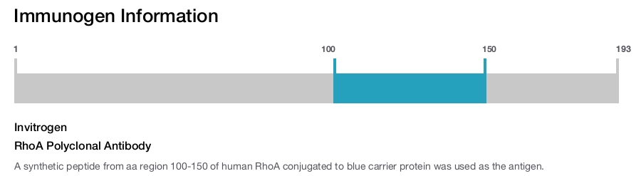 RhoA Polyclonal Antibody
