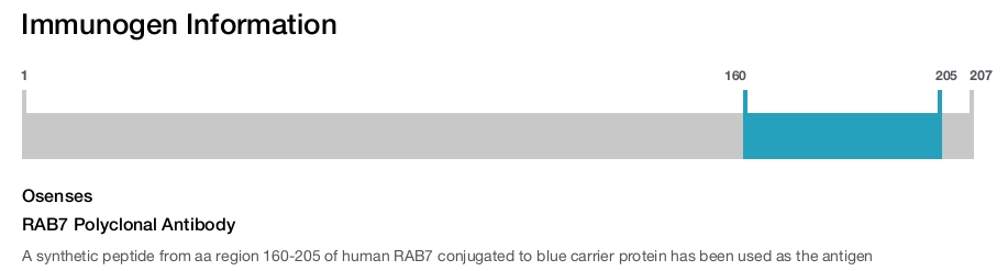 RAB7 Polyclonal Antibody
