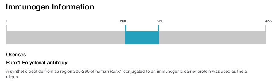Runx1 Polyclonal Antibody