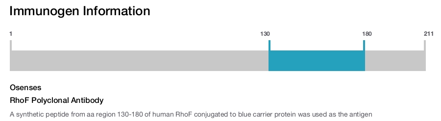 RhoF Polyclonal Antibody